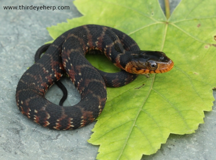 Florida Banded Water Snake